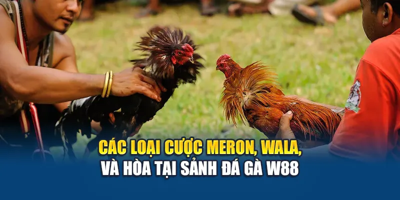 Trải Nghiệm Đá Gà Cựa Sắt Đỉnh Cao Tại Nhà Cái W88 2 Các loại cược Meron, Wala, và Hòa tại sảnh đá gà W88