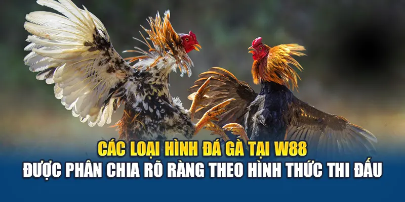 Trải Nghiệm Đá Gà Campuchia Đỉnh Cao Cùng Nhà Cái W88 1 Các loại hình đá gà tại W88 được phân chia rõ ràng theo hình thức thi đấu