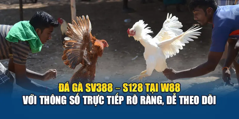 Đá Gà Thomo – Trải Nghiệm Đỉnh Cao Tại W88 Hôm Nay 1 Đá gà SV388 – S128 tại W88 với thông số trực tiếp rõ ràng, dễ theo dõi
