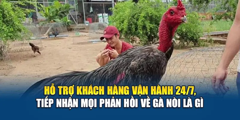 Gà Nòi Là Gì? Tìm Hiểu Thông Tin Chuẩn Xác Cùng W88 3 Hỗ trợ khách hàng vận hành 24/7, tiếp nhận mọi phản hồi về gà nòi là gì