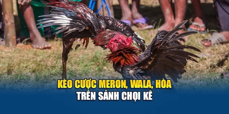Trải Nghiệm Đá Gà Cựa Dao Đỉnh Cao Tại Nhà Cái W88 2 Kèo cược Meron, Wala, Hòa trên sảnh chọi kê