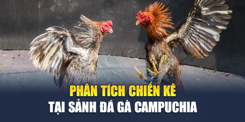 Khám Phá Trường Gà Campuchia Trực Tuyến Tại W88 Uy Tín 3 Phân tích chiến kê tại sảnh đá gà Campuchia